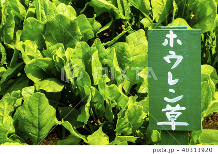 畑で育てているほうれん草　立て札付き③ 40313920