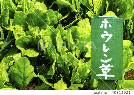 畑で育てているほうれん草　立て札付き④ 40313921