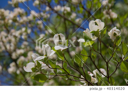 咲き始めた白いハナミズキの花 咲き始めた白いハナミズキの花 40314020