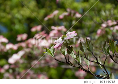 咲き始めた白いハナミズキの花 40314038