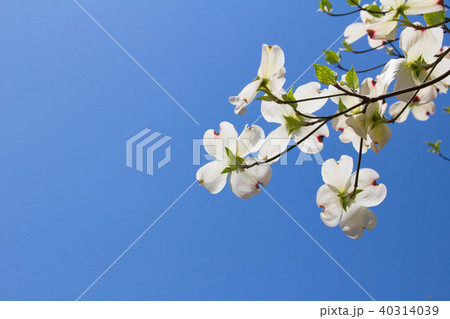 咲き始めた白いハナミズキの花 咲き始めた白いハナミズキの花 40314039