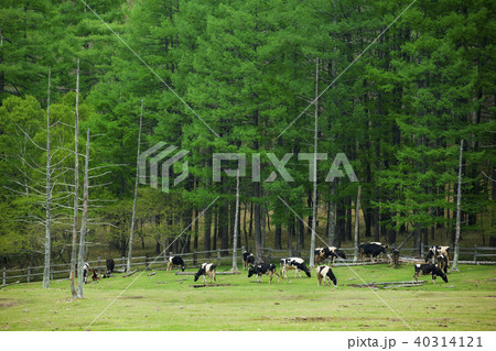 光徳牧場02 光徳牧場02 40314121