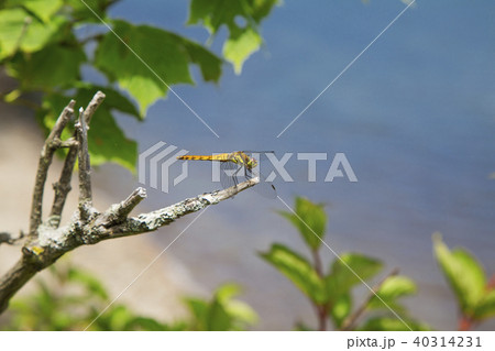 秋あかね(夏) 40314231