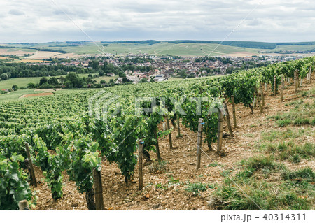 Grape field in France 40314311