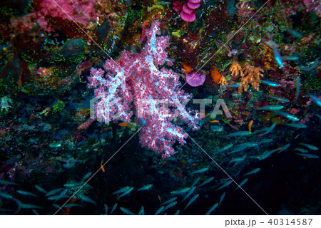 corals corals 40314587