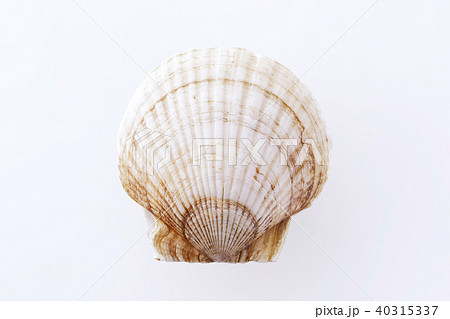 ほたて ほたて 40315337