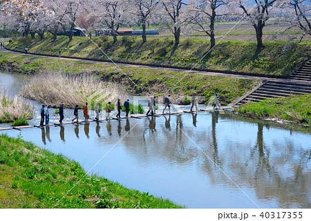 福島夏井川千本桜が咲く川を渡る人々の写真素材 福島夏井川千本桜が咲く川を渡る人々の写真素材