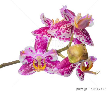 Blooming branch  unusual spotted purple orchids 40317457