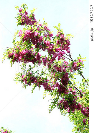 モモイロハリエンジュ 40317517