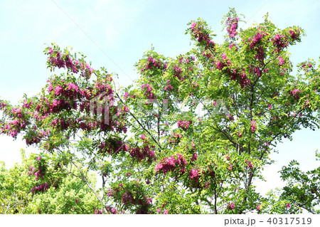 モモイロハリエンジュ モモイロハリエンジュ 40317519