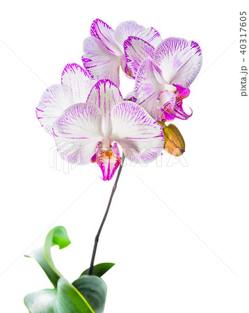 Blooming striped orchid is isolated on white 40317605