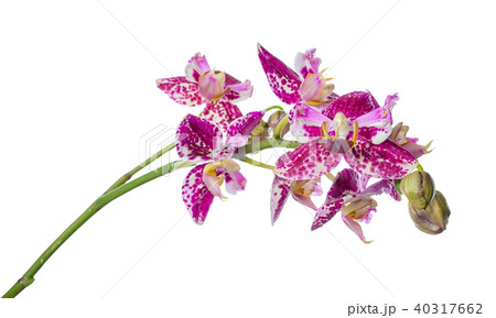 purple peloric spotty with bud orchid isolated purple peloric spotty with bud orchid isolated 40317662