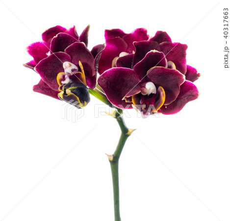 dark cherry orchid isolated on the white 40317663