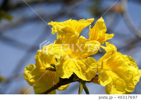 コガネノウゼン 40317697