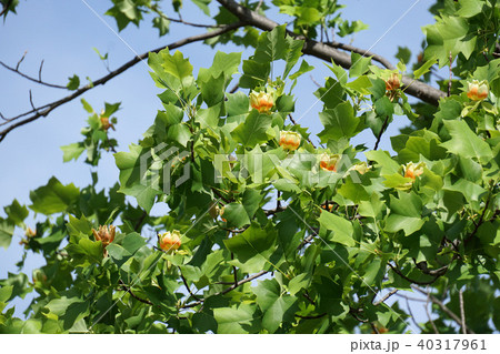 ユリノキ 40317961