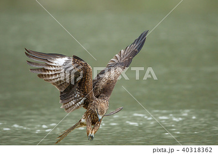 ワシ 鷲 イーグル 40318362