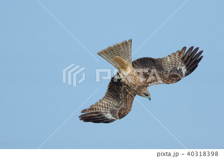 ワシ 鷲 イーグル 40318398