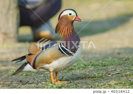 オシドリ おしどり 鴛鴦 40318412