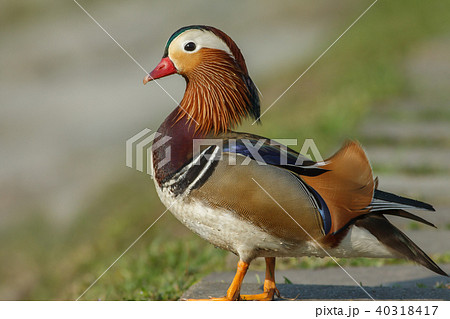 オシドリ おしどり 鴛鴦 40318417