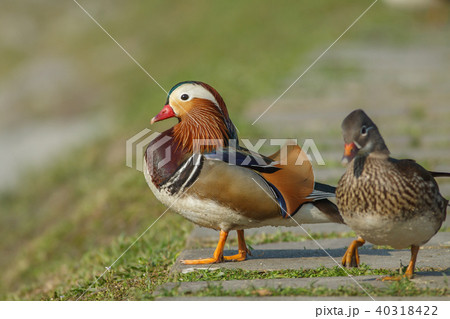 オシドリ おしどり 鴛鴦 40318422