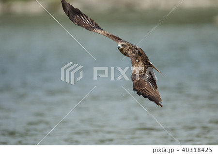 ワシ 鷲 イーグル 40318425