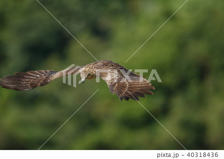 ワシ 鷲 イーグル 40318436