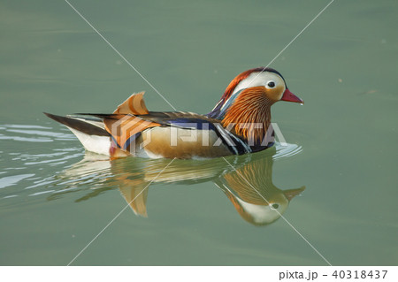 オシドリ おしどり 鴛鴦 40318437