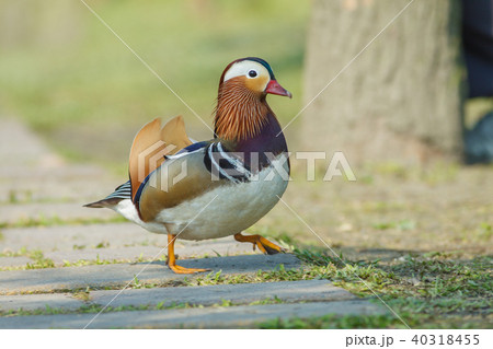 オシドリ おしどり 鴛鴦 40318455