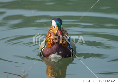 オシドリ おしどり 鴛鴦 40318462