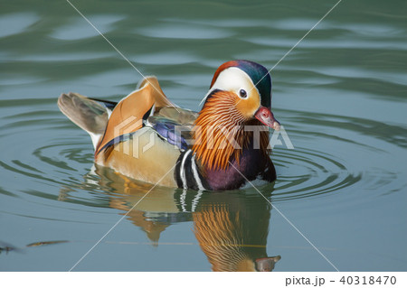 オシドリ おしどり 鴛鴦 40318470