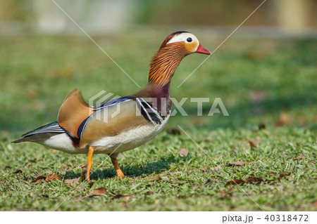 オシドリ おしどり 鴛鴦 40318472