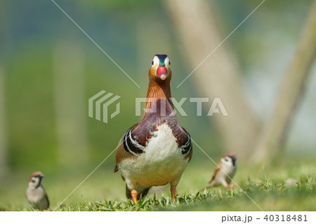 オシドリ おしどり 鴛鴦 40318481