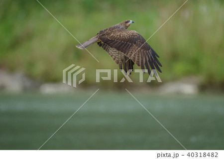 ワシ 鷲 イーグル 40318482