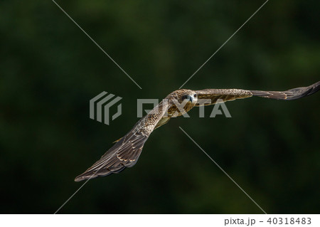 ワシ 鷲 イーグル 40318483