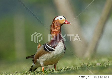 オシドリ おしどり 鴛鴦 40318484