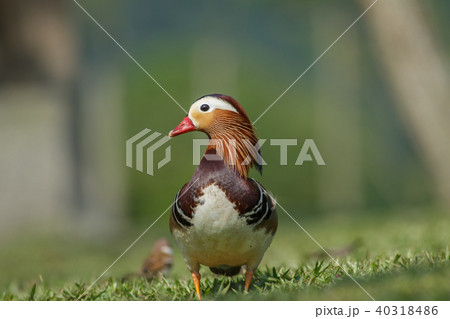 オシドリ おしどり 鴛鴦 40318486