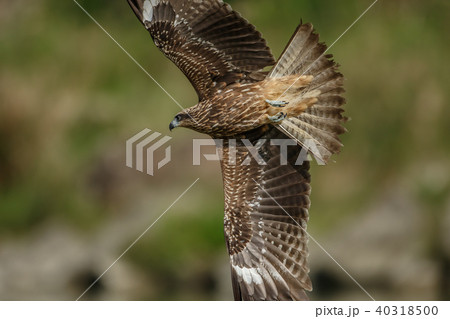 ワシ 鷲 イーグル 40318500