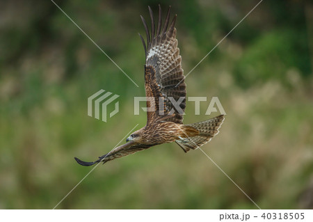 ワシ 鷲 イーグル 40318505