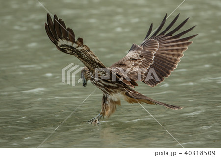 ワシ 鷲 イーグル 40318509