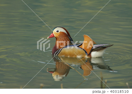 オシドリ おしどり 鴛鴦 40318510