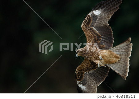 ワシ 鷲 イーグル 40318511