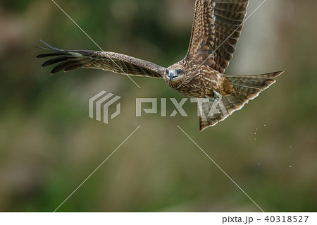 ワシ 鷲 イーグル 40318527