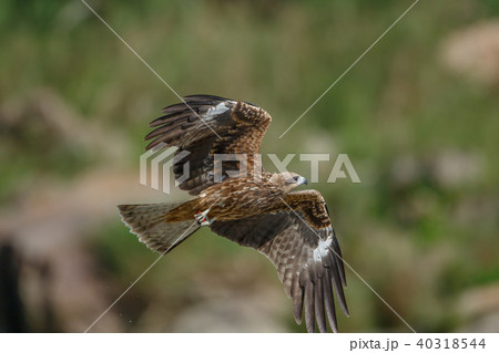 ワシ 鷲 イーグル 40318544