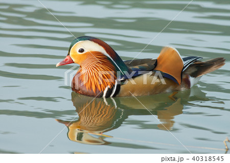オシドリ おしどり 鴛鴦 40318545