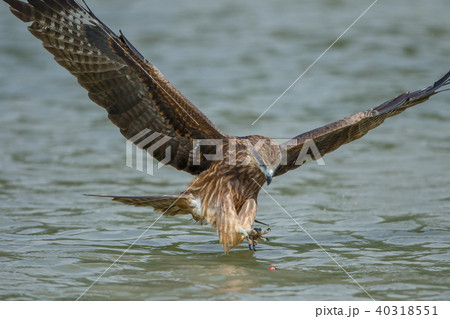 ワシ 鷲 イーグル 40318551