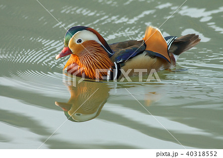 オシドリ おしどり 鴛鴦 40318552