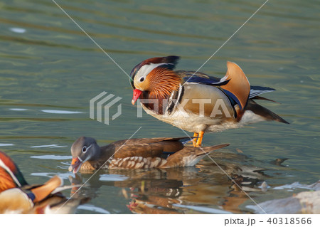 オシドリ おしどり 鴛鴦 40318566
