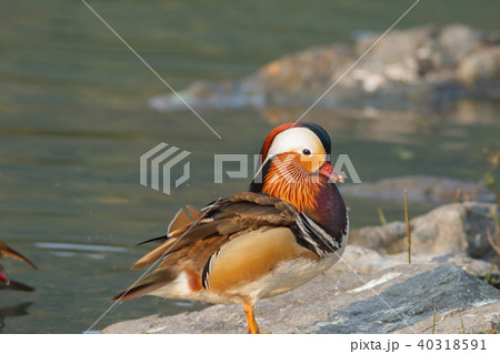 オシドリ おしどり 鴛鴦 40318591