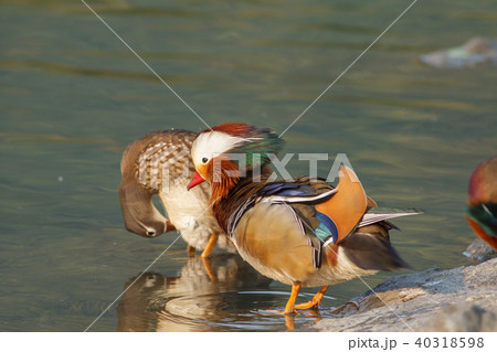 オシドリ おしどり 鴛鴦 40318598