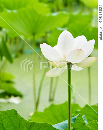 白い蓮の花の写真素材